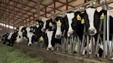 Cows have human flu receptors, study shows, raising stakes on bird flu outbreak in dairy cattle