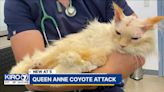 Seattle couple warns other pet owners after coyote almost killed their cat in Queen Anne