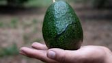 Gobiernos de Michoacán y de EU aceleran negociaciones para reiniciar exportaciones de aguacate