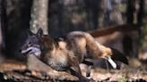 Rare wolves headed to South Carolina from Ohio as fight to prevent extinction ramps up