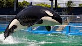 Lolita, a beloved orca at the Miami Seaquarium set to be released into the ocean, has died