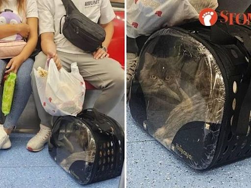 Couple brings cats in carrier on board train even though pets not allowed on MRT
