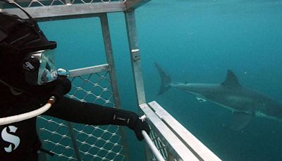 “Jaws v. Leviathan”: UC Merced Professor to be featured on this year’s “Shark Week”