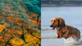 Alertan por presencia de parásito canino en río de California; puede matar a tu lomito