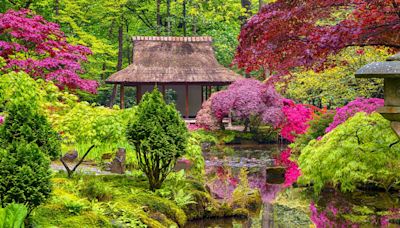 Experts reveal how to plant a Japanese-inspired garden