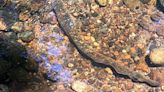 DEEP asks people to stop killing sea lamprey