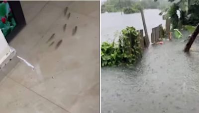 Watch: Fishes And Frogs Swim Together At This Brazil House Due To Heavy Flood - News18