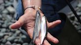 Oceans advocacy group renews call to suspend capelin fishery