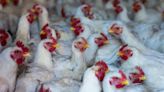 Las 5 cosas que debes saber este 7 de junio: ¿Qué es la gripe aviar H5N2?