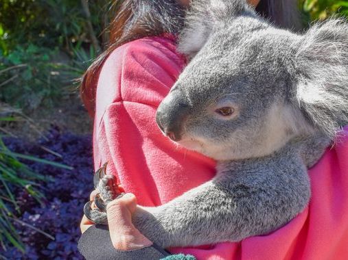 Koala cuddles banned at popular Australian sanctuary visited by Taylor Swift and Vladimir Putin