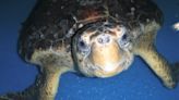 Karen Beasley Sea Turtle Rescue warns of cold stun season dangers for sea turtles