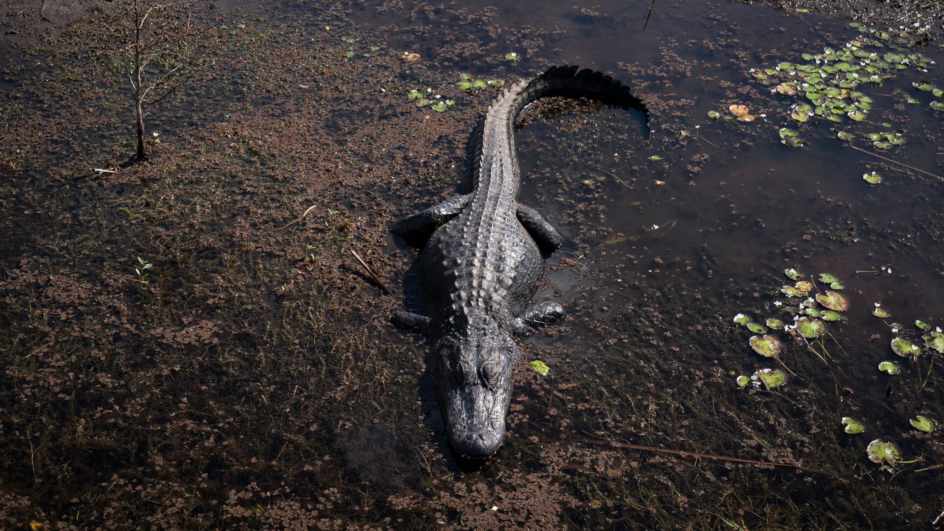 Alligator spotted on busy highway in Mobile, Alabama, sighting stopped traffic