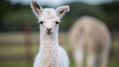 Newborn Alpaca Trying to Stand up for the First Time Has People Cheering