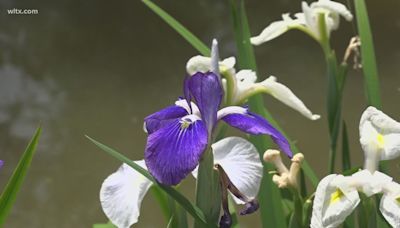 Sumter's Iris Festival blooms with 20,000-30,000 visitors expected
