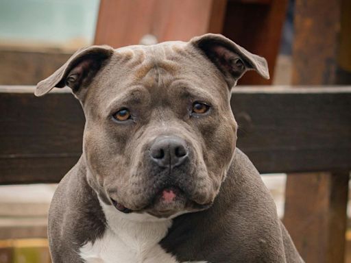 Muere una mujer mutilada hasta la muerte por sus dos perros de raza american bully XL