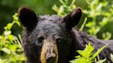 Black bears in Mississippi: State program works to get new count