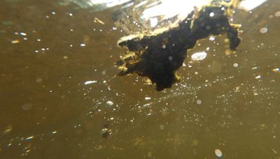 Potentially toxic cyanobacteria blooming early in St. John River, expert says