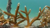 Altas temperaturas del mar generan peligroso blanqueamiento de corales en arrecife de Florida