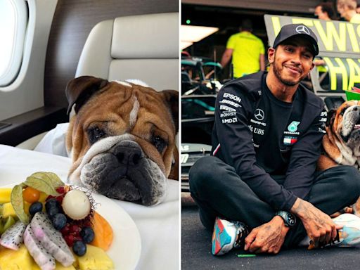 Lewis Hamilton: A vegan diet boosts Bulldog's health