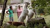 Can goats from a Chester County farm save the woods in a tiny Delco town?