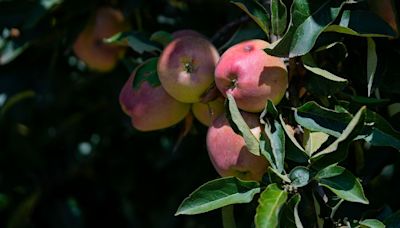 Oh Good ― Washing Your Fruit May Not Remove Pesticide Residue