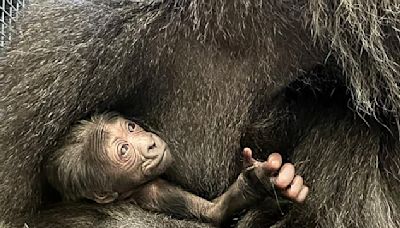 Gorilla tries to kiss baby through glass at Columbia Zoo in Ohio