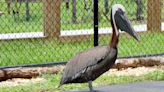 Pelican who suffered hypothermia finds forever home at Busch Wildlife Sanctuary