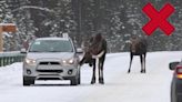 Parks Canada urges drivers not to let moose lick their cars