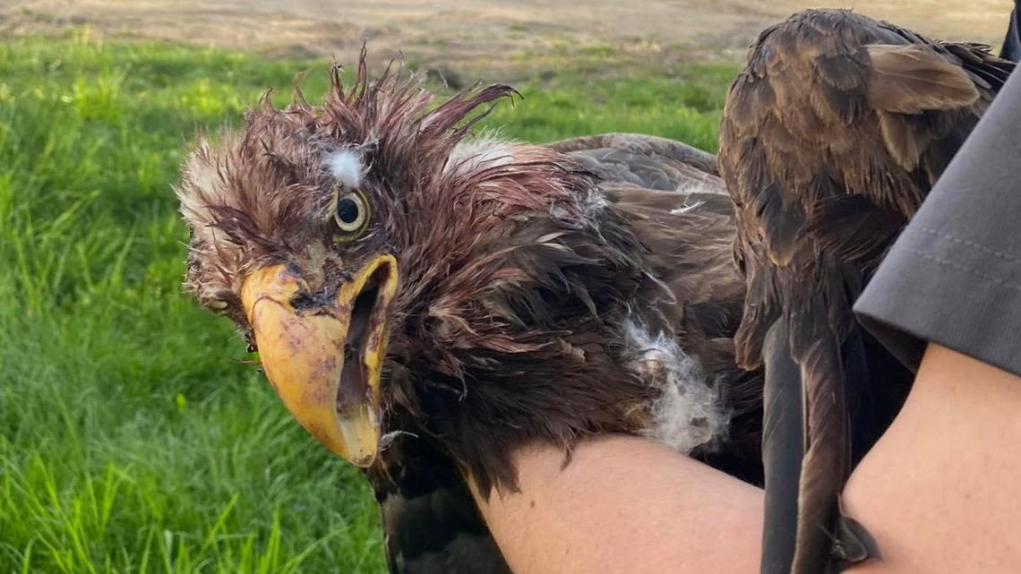 Officers rescue injured bald eagle in Indianapolis