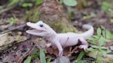 Watch: 'Beyond rare' white alligator born at Florida park