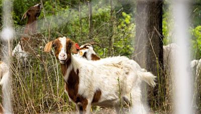 How to witness over 120 goats mow the Houston Arboretum