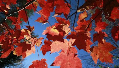 I Love New York’s Foliage Reports begin September 12