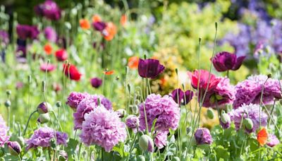Peonies, irises and sunflowers to grow like crazy with three gardening tips