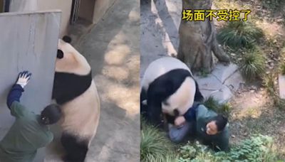 【有片】重慶動物園再出包！大貓熊被夾手怒撲飼育員 遊客嚇壞