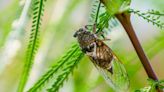 Swarm Regards: 14 Things Probably Didn't Know About Cicadas