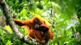 Orangutans can make two noises at once like human beatboxers