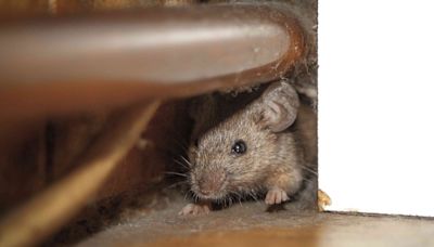 6 Natural Rat Repellents That Actually Work to Keep These Rodents Out