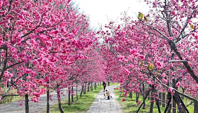 台中中科崴立櫻花公園花況大爆發！八重櫻、綠萼櫻盛開中～