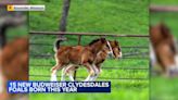 15 new Budweiser Clydesdale foals born at Missouri farm this year