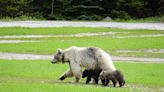 Rare white grizzly bear and her 2 cubs killed hours apart by cars