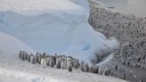 Watch hundreds of emperor penguin chicks hurl themselves off a 50-foot cliff in unprecedented footage