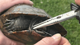 Good Samaritan helps save hooked turtle in St. Charles County