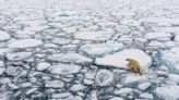 Melting Arctic ice caps helps predict UK heatwaves, study finds - as scientist reveals this summer's forecast