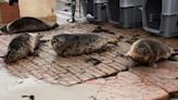 Seal pups released back into Jersey waters