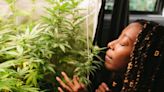 Solonje Burnett Is New York’s Queer Weed Auntie