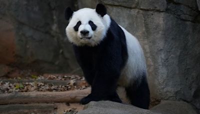 Zoo Atlanta’s giant pandas will be sent to China later this year