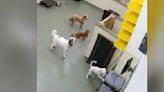 Camera Catches Genius Little Dog's Daring Escape At Doggy Daycare