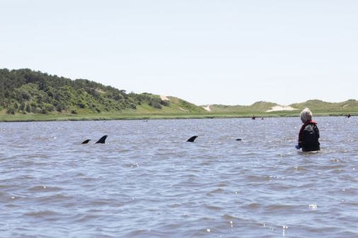 125 dolphins stranded in ‘difficult location’ during low tide on Cape Cod, 10 dead - The Boston Globe