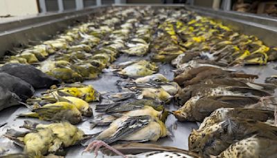 Chicago exhibition center modifying windows to prevent bird strikes after massive kill last year