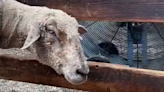 Sheep beats the scorching heat next to cooling fan at New York farm